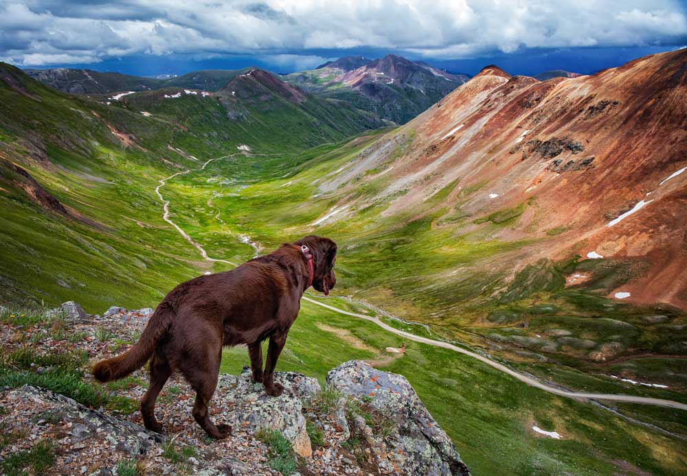 Chocolate lab standing on a ridge and looking down into a mountain valley.