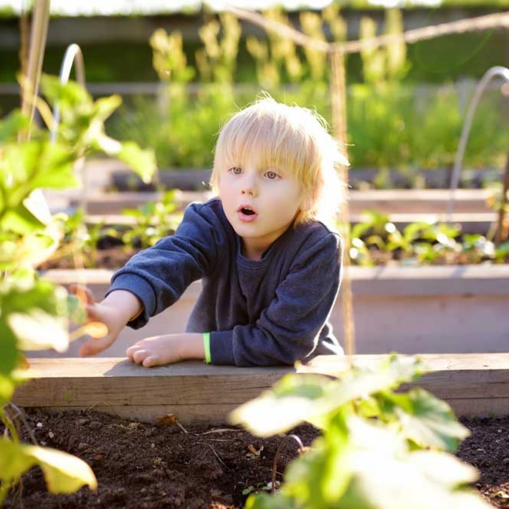 Child reaching for vegetables in a raised garden